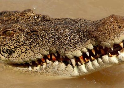 Estuarine crocodiles are part of life in FNQ